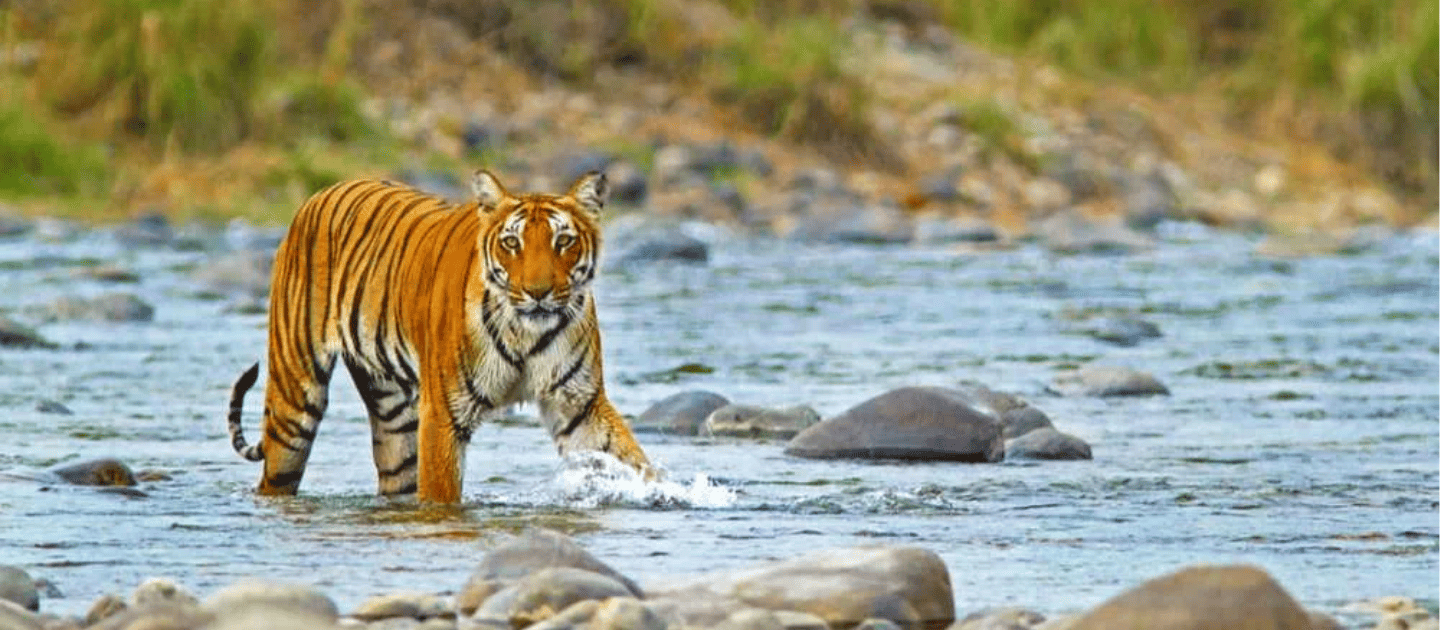 A Bengal tiger spotted in the Dhikala Zone of Jim Corbett National Park.